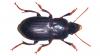 Harpalus tardus